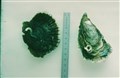 ostron crassostrea o edulis.jpg